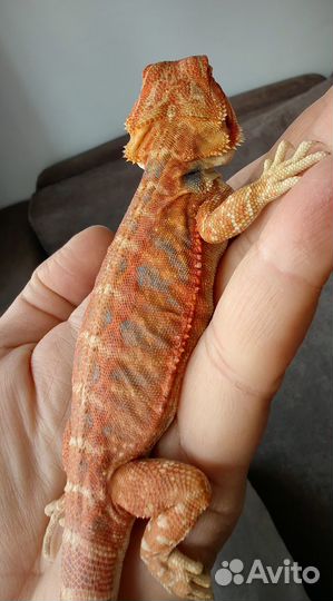 Бородатая агама (лат. Pogona vitticeps)