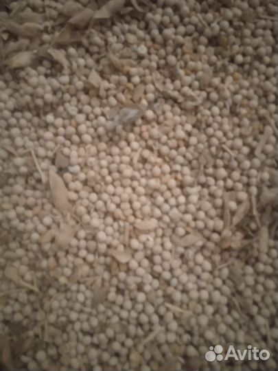 Горох кормовой