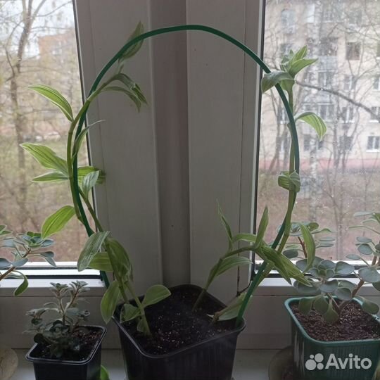 Комнатные растения