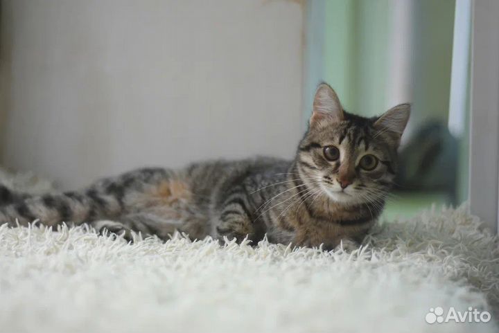 Гуччи молодой кот