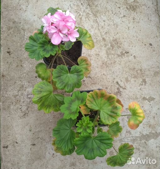 Пеларгония зональная