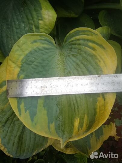 Хоста Френсис Вильямс