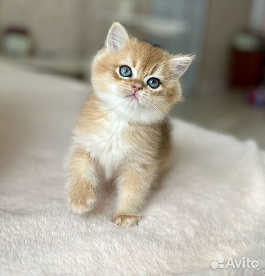 Британский малыш в любимцы или разведение