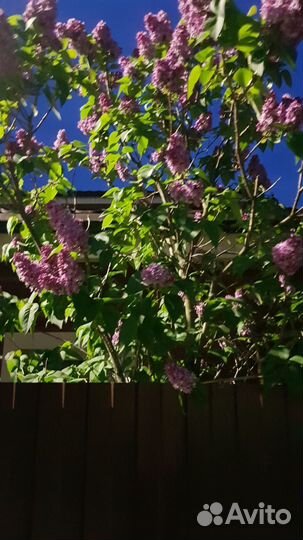 Сирень махровая (побеги)