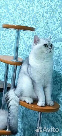 Шотландский кот вязка