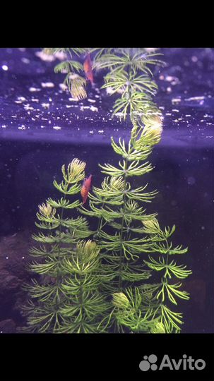 Креветки красные (неокардины)