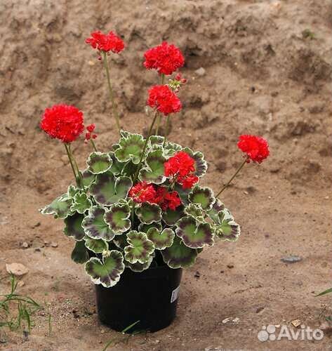 Пеларгония Oliver Velfair