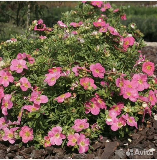 Лапчатка розовая (курильский чай)