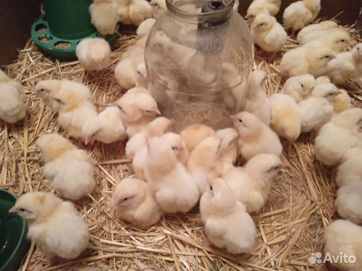 Цыплята бройлеры импорт