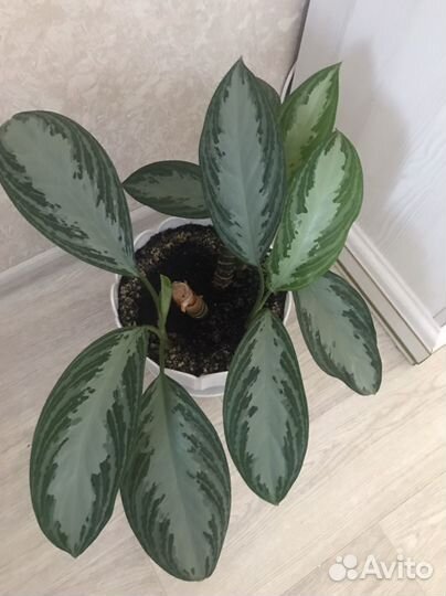 Аглаонема « Сильвер бей«