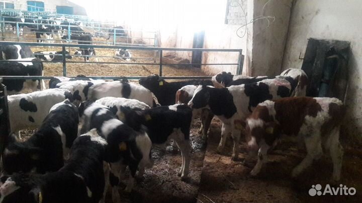 Телята бычки