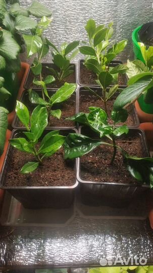 Гардения жасминовидная (жасминовая), и Вариегатная