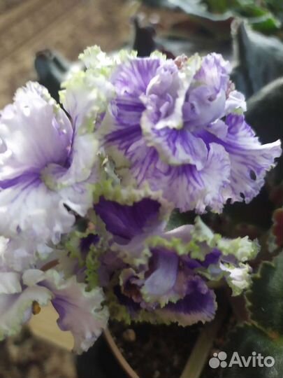 Фиалки сортовые