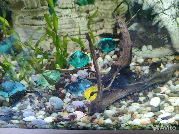 Аквариумные рыбки. Анцитрусы