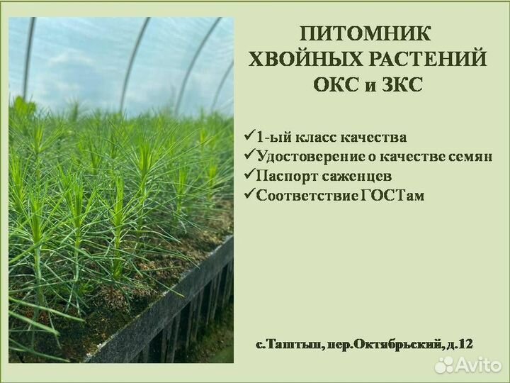 Саженцы сосны, зкс, окс