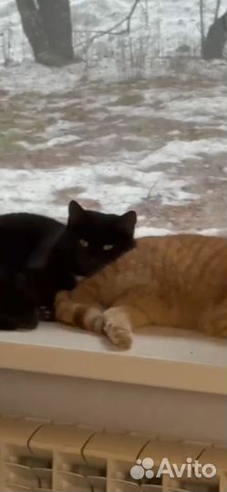 Молодая кошечка