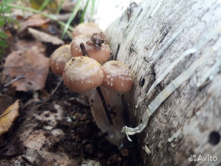 Грибы опята свежие