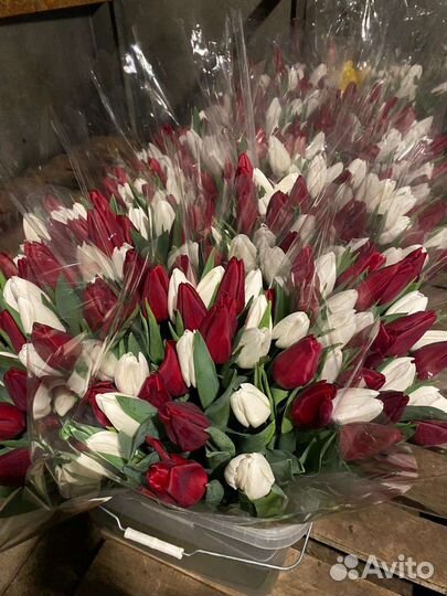 Луквицы тюльпана