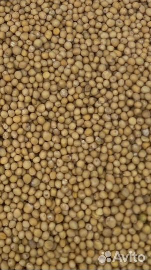 Семена Горчицы белой и желтой