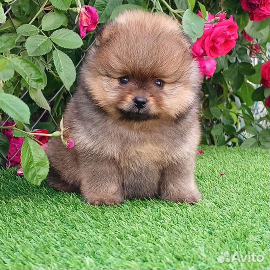 Померанский шпиц