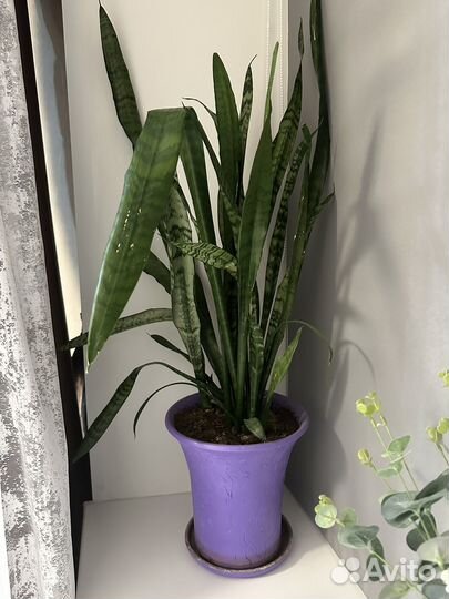 Сансевиерия