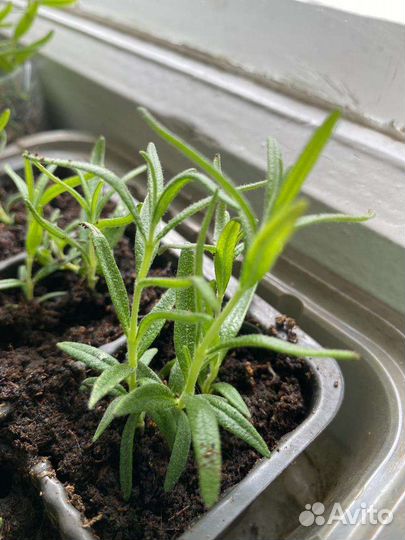 Рассада розмарин, кофе