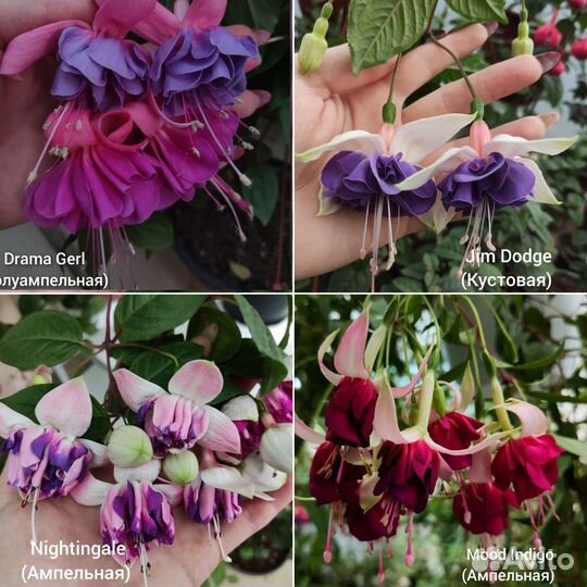 Фуксия сортовая