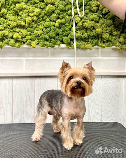 Стрижка йорка