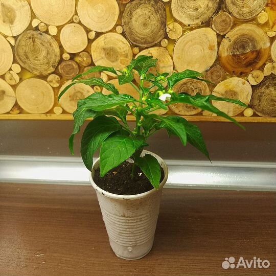 Перец острый