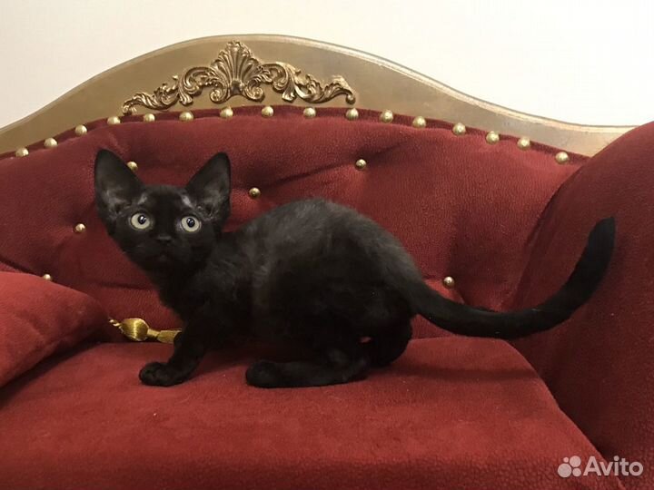 Девон рекс девочка Блэк Долл и котик Барни