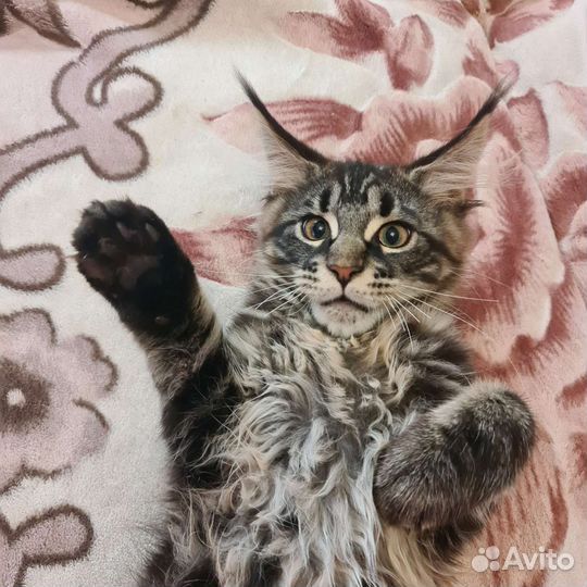 Котята мейн-кун