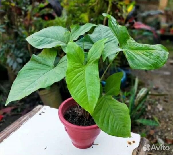 Сингониум Беби Ангел,Конфетти,Пинк Сплеш и другие