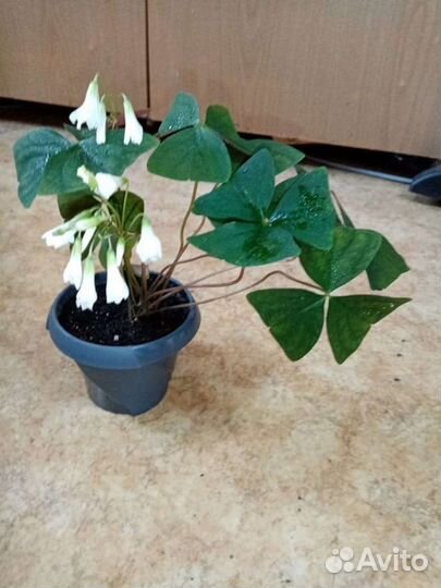 Хатиора, хойя, сингониум пинк