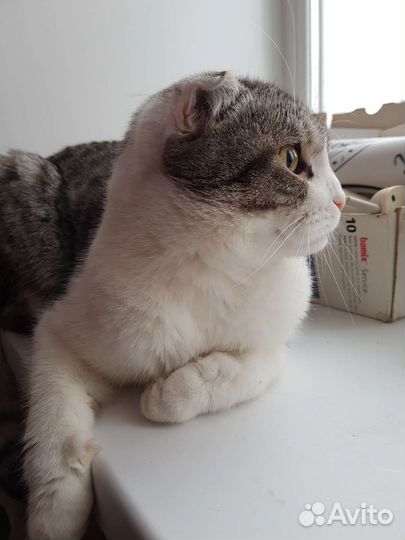 Шотландский вислоухий кот