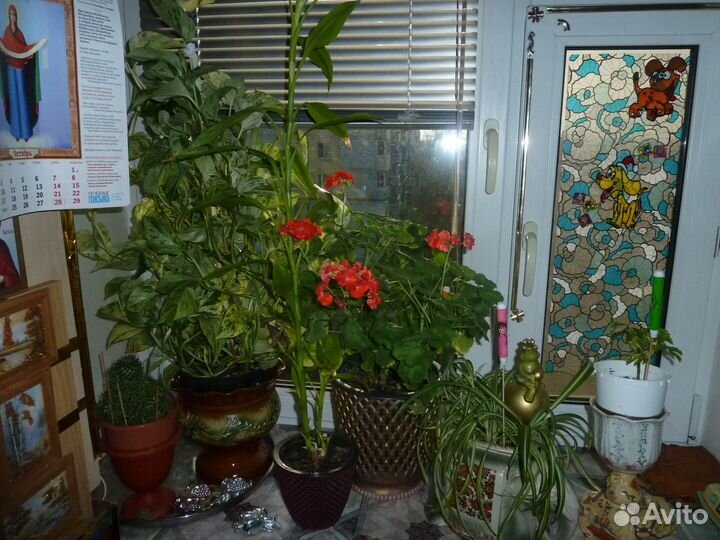 Комнатные цветы