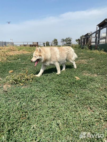 Мальчишка Диксон