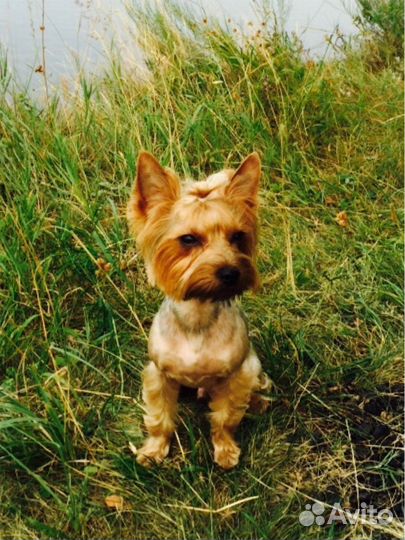 Ищем невесту на вязку