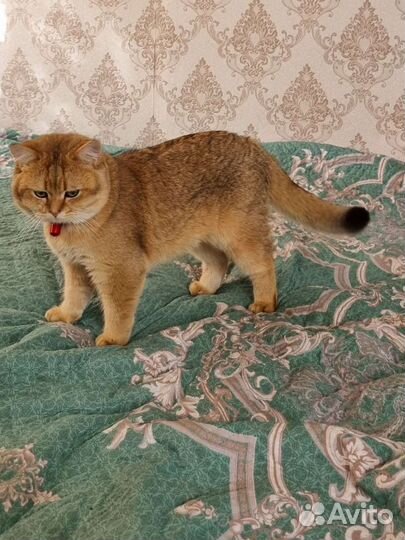 Британский кот вязка