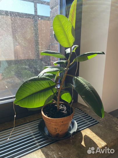 Фикус Эластика каучуконосный большой