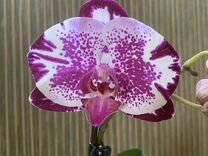 Орхидея фале�нопсис