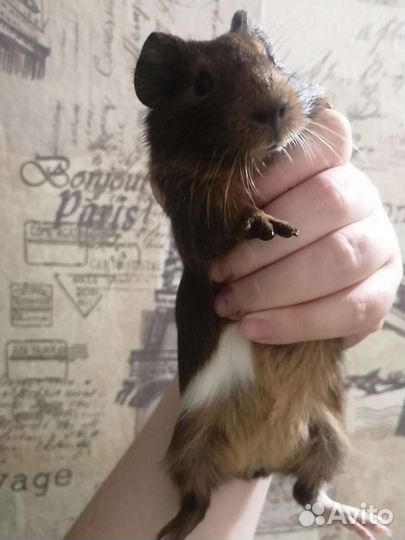 Морские свинки