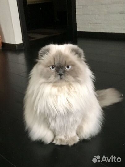 Отдам даром ласковую кошку. В связи с переездом