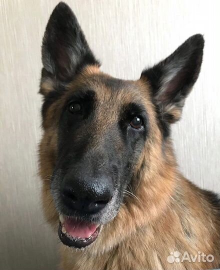 Передержка собак / Догситтер / Выгул собак