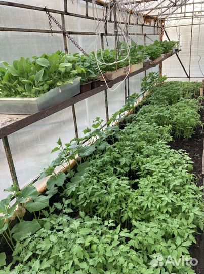 Рассада огурцы, томат, баклажан, перец, 3 сорта кл