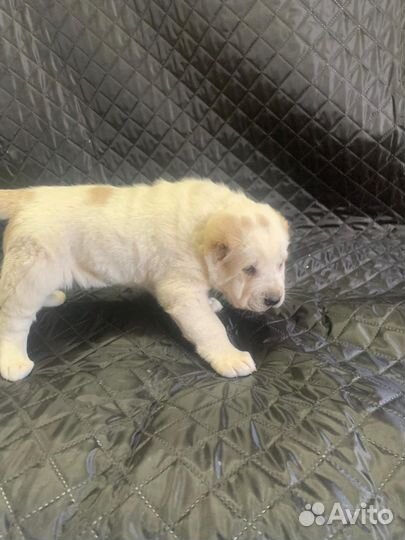 Продам щенков сао