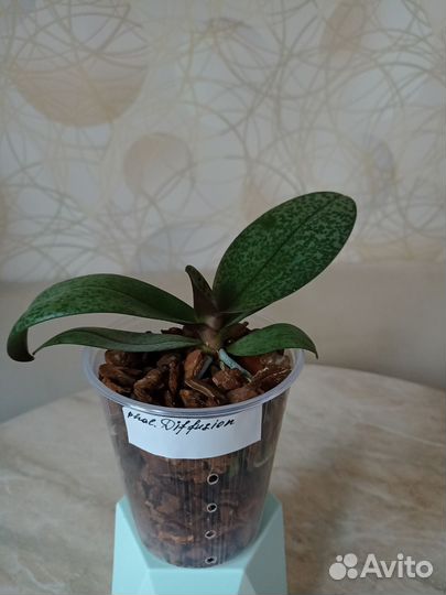 Орхидея фаленопсис Diffusion
