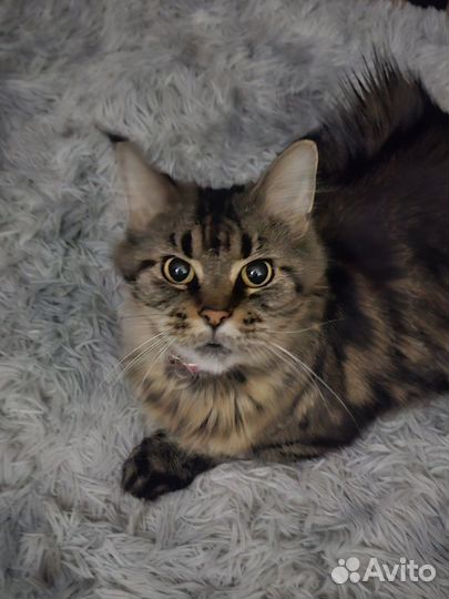 Котята мейн-кун