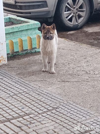 Лайка