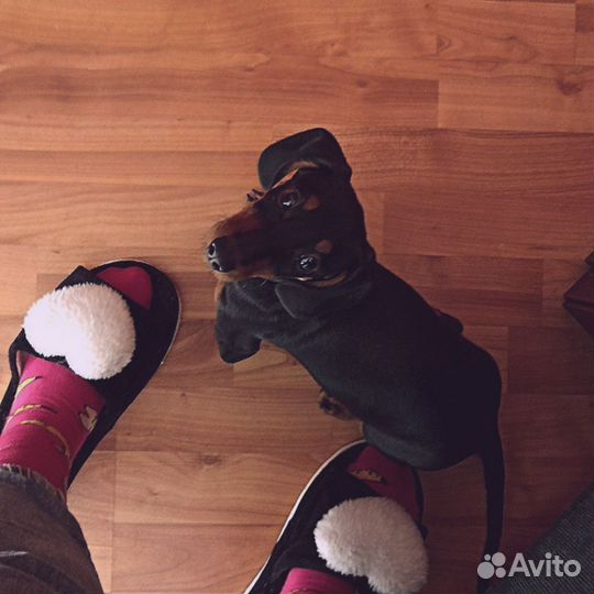 Такса 5 месяцев с паспортом