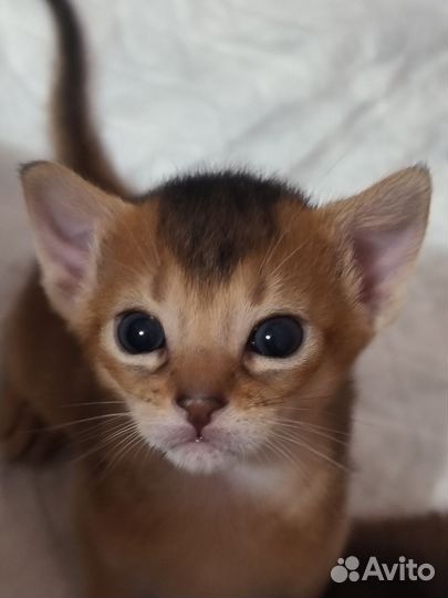 Абиссинские котята